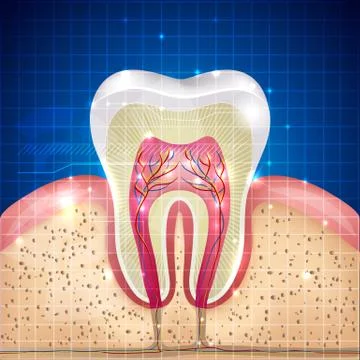 Tooth cross section background Stock Illustration