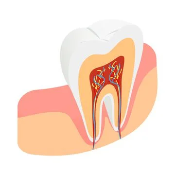 Tooth cross section icon, isometric 3d style Illustrazione stock