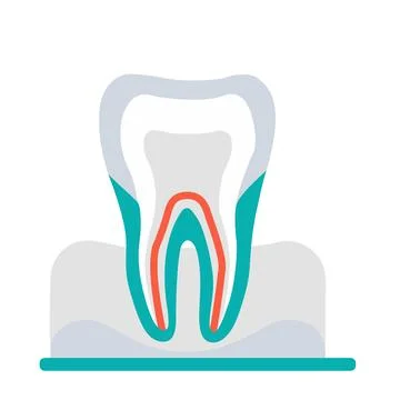 Tooth cross section. Stock Illustration