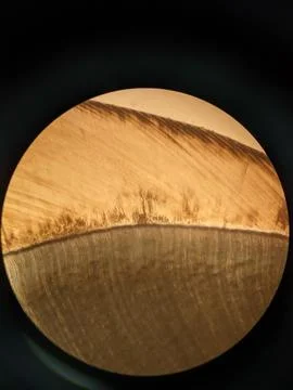 Tooth cross section showing enamel dentin junction with curved growth Stock Photos