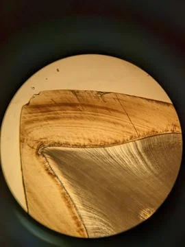 Tooth cross section viewed under polarized light microscope showing enamel .. Stock Photos