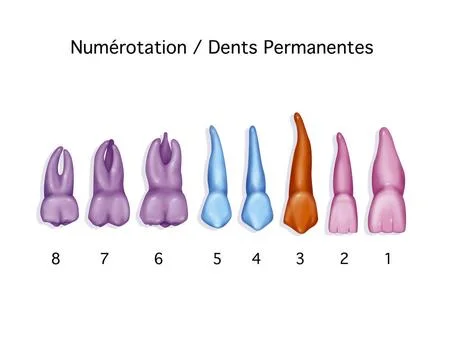  Tooth drawing Representation of the permanent teeth of the right upper ha... Stock-Fotos