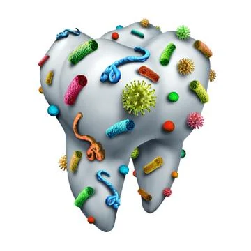 Tooth Germs 스톡 일러스트