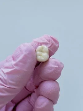 Tooth held by gloved hand on light gray background. Macro image of a human .. 스톡 사진