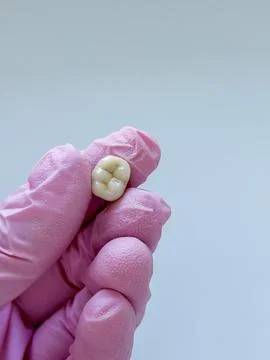 Tooth held by gloved hand on light gray background. Macro image of a human .. 写真素材