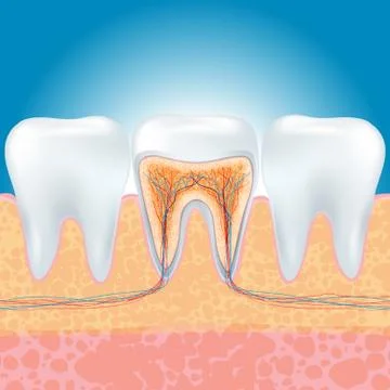 Tooth Stock Illustration
