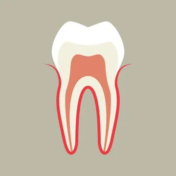 Tooth Stock Illustration