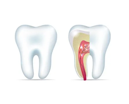 Tooth illustration Stock Illustration