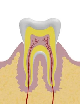 Tooth Illustration Stock Illustration