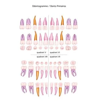  TOOTH, ILLUSTRATION Illustration of an odontogram of temporary teeth, dia... Stock-Fotos
