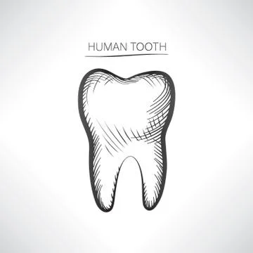 Tooth isolated. Tooth hand drawn sketch icon. Tooth symbol. Stock Illustration