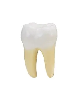 A tooth isolated on a white background Stock Photos