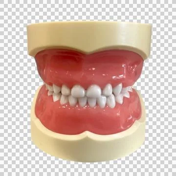 Tooth model-1 Stock Photos