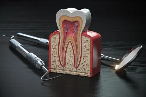 Tooth model cross section with dental tools on black wooden table. Close up.  Stock Illustration