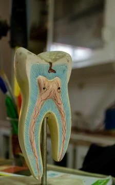 Tooth model in a school laboratory Stock Photos