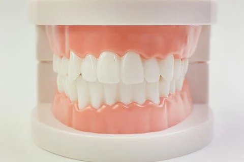 The Tooth model on white background for dental content. Stock Photos