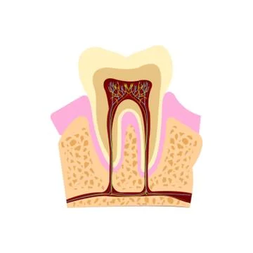 Tooth nerves 库存插图