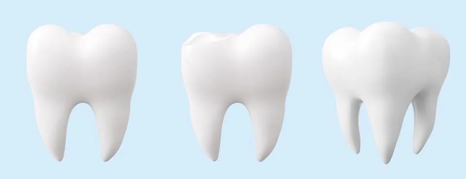 Tooth realistic white molar models Stock Illustration