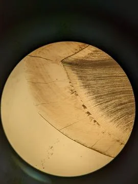 Tooth root section under microscope showing dentin tubules and cementum l Stock Photos
