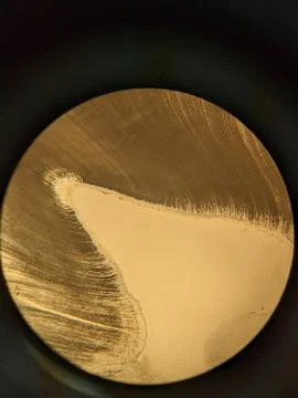 Tooth root section under microscope showing dentin tubules and cementum l Stock Photos
