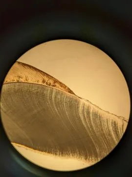 Tooth root section under microscope showing dentin tubules and cementum l Stock Photos