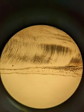 Tooth root section under microscope showing dentin tubules and cementum l Stock Photos