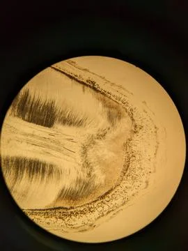 Tooth root section under microscope showing dentin tubules and cementum l Stock Photos
