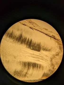 Tooth root section under microscope showing dentin tubules and cementum l Stock Photos