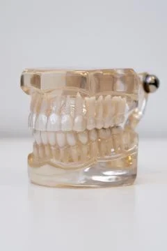 Tooth root structure demonstration on transparent dental jaw model Stock Photos