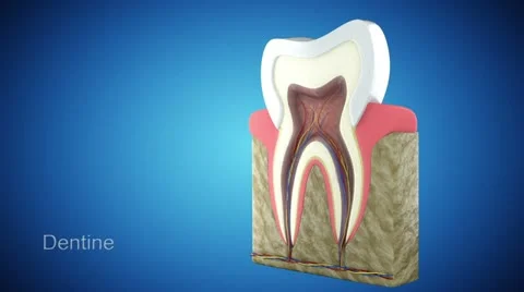 Tooth Section Stock Footage 17498894