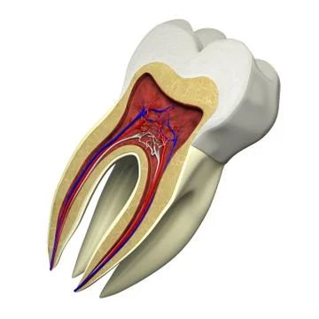 Tooth section Stock Illustration