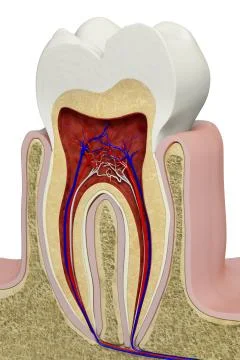 Tooth section Stock Illustration