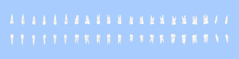 Tooth set Stock Illustration