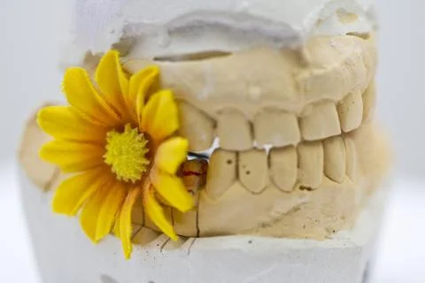 Tooth squeeze Stock Photos