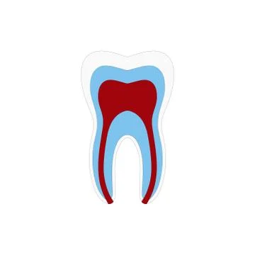 Tooth structure Anatomy with all parts including enamel dentin pulp cavity ro Stock Illustration