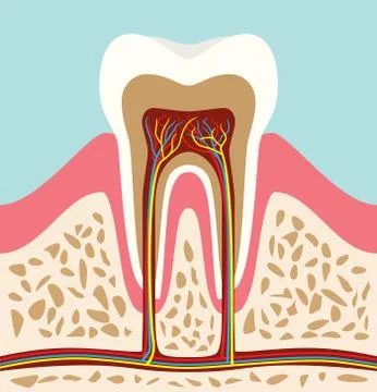 Tooth teeth cell structure anatomy with flat style Stock Illustration