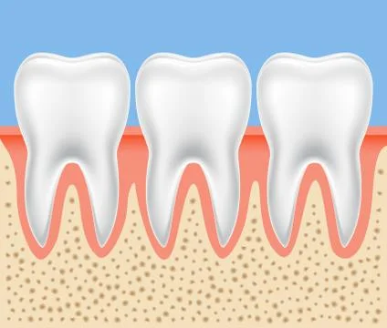 Tooth vector dental anatomy. Human tooth bone healthy illustration isolated Stock Illustration