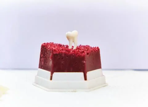 Tooth on a white background Stock Photos