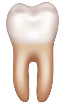 Tooth on white Stock Illustration
