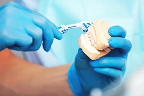 Toothbrush and molds - explaining how to properly brush teeth. Stock Photos
