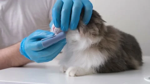 Toothbrush for animals. man brushes teeth of a gray cat. animal care concept Stock Footage 154407824