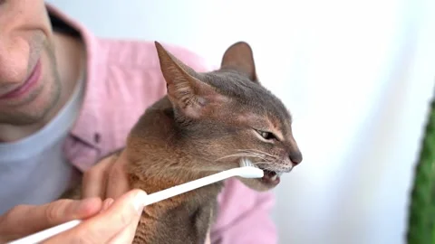 Toothbrush for animals. Man brushes teeth of a beautiful blue Abyssinian cat Stock Footage 239432719