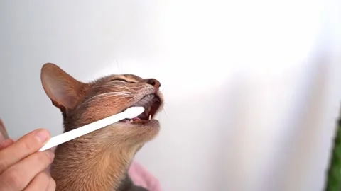 Toothbrush for animals. Man brushes teeth of a beautiful blue Abyssinian cat Stock Footage 239438129
