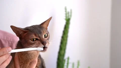 Toothbrush for animals. Man brushing Teeth Cat   Stock Footage 239432659