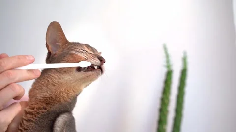 Toothbrush for animals. Man brushing Teeth with a white brush a cute blue Abyssi Stock-Footage 243763737