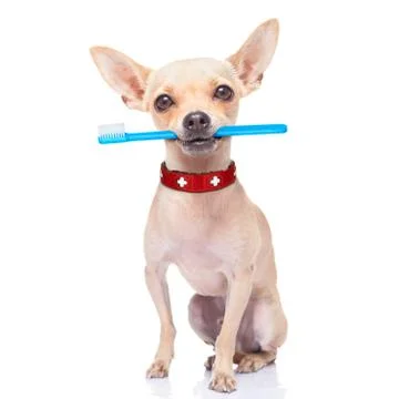 Toothbrush dog Photos