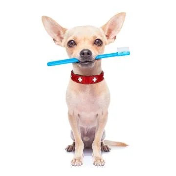 Toothbrush dog Stock-Fotos