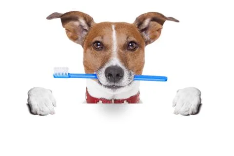 Toothbrush dog Stock Photos