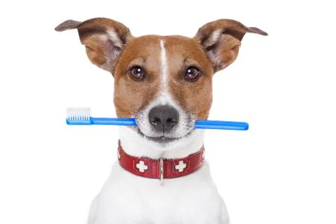 Toothbrush dog Stock Photos