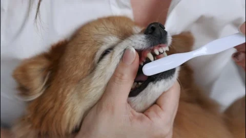 Toothbrush gently cleans fangs of German Spitz by a veterinarian in the clinic Stock Footage 211720943